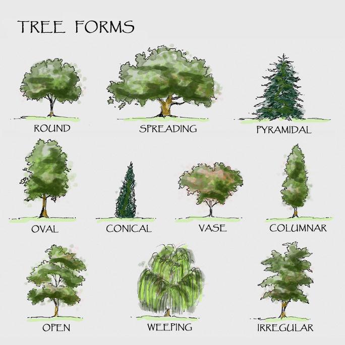 Tree Identification Basics There are many ways you can identify trees and other plants throughout the year.