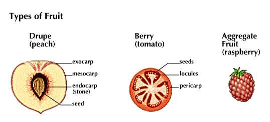 Tree Vocabulary Berry- A type of fruit typically with multiple seeds throughout the flesh. Tomatoes, bananas, grapes, and pumpkins are examples.