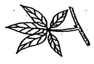Leaf Characteristics Characteristics of broad leaves (deciduous) - Simple leaf leaf having only a single