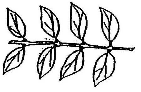 Leaf Arrangement -Opposite leaves two leaves grow opposite each other at