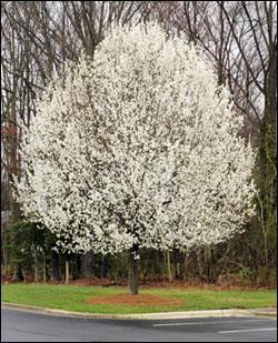 Small, sometimes stinky white flowers appear in spring before the leaves. Brown fruits are smaller than ½ inch.