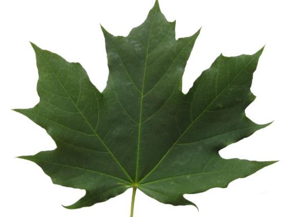 Norway Maple Acer platanoides Leaf Identification Features: Leaves have opposite arrangement on the branch. Leaves are simple.