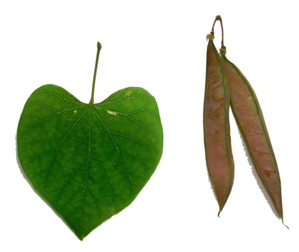 Eastern Redbud Cercis canadensis Leaf and Seedpod Identification Features: Leaves have alternate arrangement on the branch. Leaves are simple. Leaves are heart-shaped, 3-5 inches long.