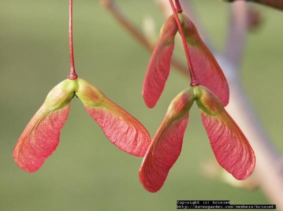 Each samara has a red, pink, or yellow wing. Bark is thin, smooth, and gray when young. Older bark may be dark grey, rough, and scaly. Red Maples can grow to be 90 feet tall.