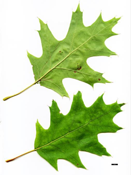 Red Oak Quercus rubra Leaves Identification Features: Leaves have alternate arrangement on the branch. Leaves are simple. Leaves have 7-11 lobes with several bristle-tipped teeth.