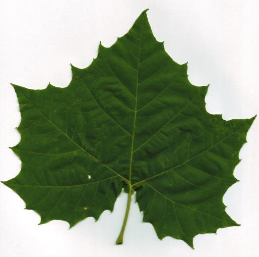 Sycamore Platanus occidentalis Leaf Identification Features: Leaves are alternately arranged on the branch and are simple, coarsely toothed, and palmately lobed with 3-5