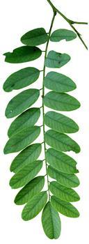 The entire leaf is 6-12 inches long. Seeds are in a thin, flat pod 2-4 inches long. There are 2-14 seeds in each pod.