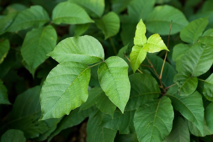 Poison ivy can grow as a groundcover, vine, or shrub. The vine has a hairy appearance. Flowers are small and green or white.
