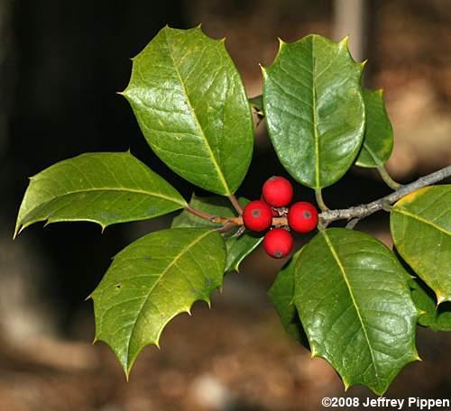 Leaves and Drupes American Holly Ilex opaca Identification Features: Leaves are evergreen, simple, broad, dark green, tough, and leathery with