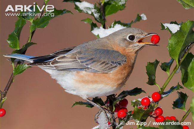 Many animals eat the drupes of American Holly including wild turkey, Northern bobwhite, cedar waxwings, squirrels, meadow voles, white-footed mouse,