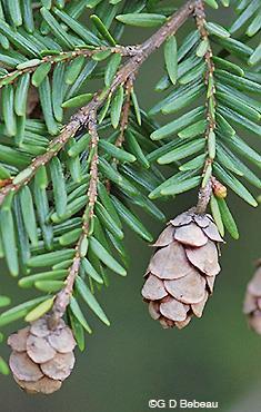 Eastern Hemlock Tsuga canadensis Leaves and Cones Identification Features: Leaves are evergreen. Leaves are needles attached singly to branches.