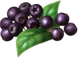 Saskatoon Berry Saskatoon berries; Amelanchier alnifolia are a deciduous shrub or small tree.