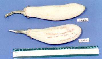 DefH9-iaaM eggplant fruits from
