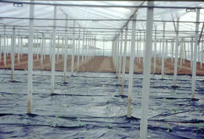 Greenhouse winter production of transgenic parthenocarpic