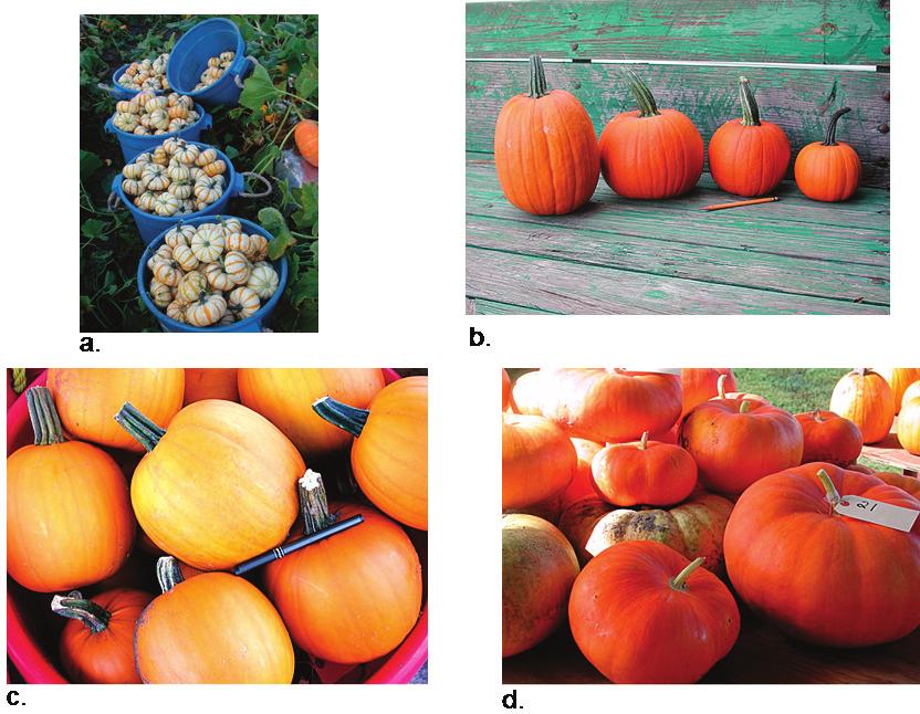 Table 5. Production and quality characteristics for specialty pumpkins produced at the Florida Partnership for Water, Agricultural and Community Cinderella B 49.7 a w 46.1 a 7,012 6.4 a 6.8 a 4.4 16.