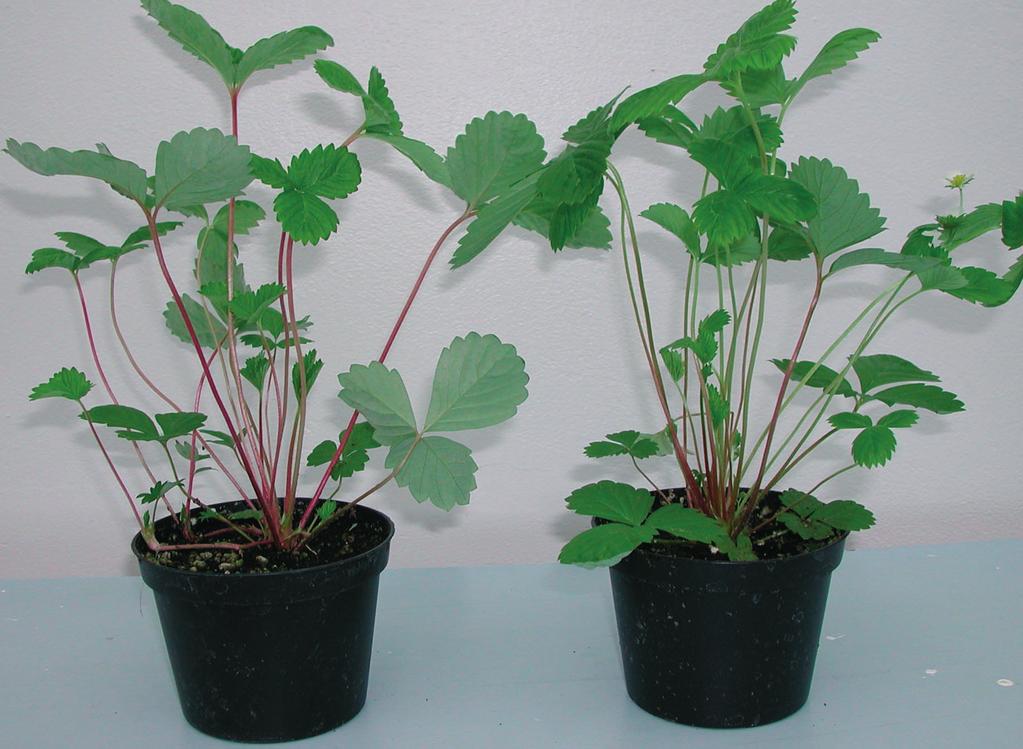 364 Flowering of Fragaria vesca ssp. semperflorens FIG.4 ppearance of F. vesca ssp. semperflorens aron Solemacher plants after 3 weeks treatment at 27 C in 1 h SD (left) or 24 h LD (right).