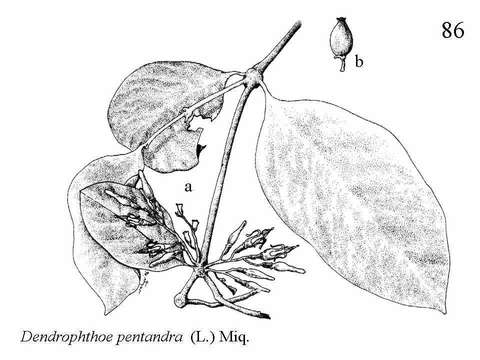 Fig. 86. Dendrophthoe pentandra (L.) Miq.