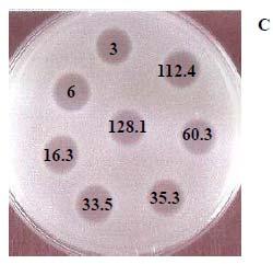 Samples that were concentrated through a 10 kda column showed more or less the same diameter inhibition zones as the ones formed by ammonium sulphate treated