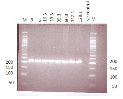 Figure 3.5. PCR amplification of the enterocin P gene in Ent. faecium isolates (#3 128.1).