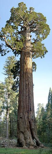 California Giants Revisited Yosemite National Park issued the Draft Environmental Impact Report for the Mariposa Grove of Giant Sequoias in February 2013.