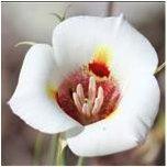 Mariposa lilies (These