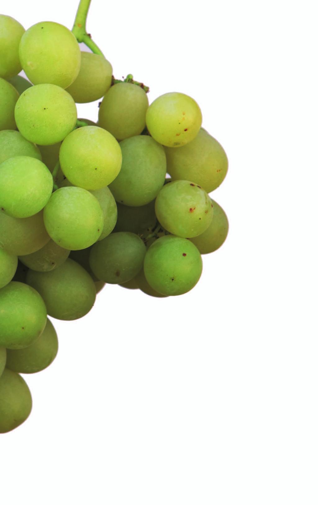 What was the aim The aim of the project is to produce high quality table grapes by applying a crop protection programme that optimises the use of plant protection products according to Integrated