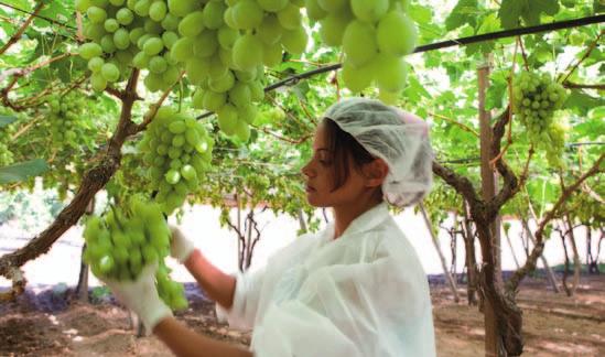 Grape protection programme: The project got under way last spring when Bayer CropScience technicians came up with a proposal for a grape protection programme covering an area of four hectares.