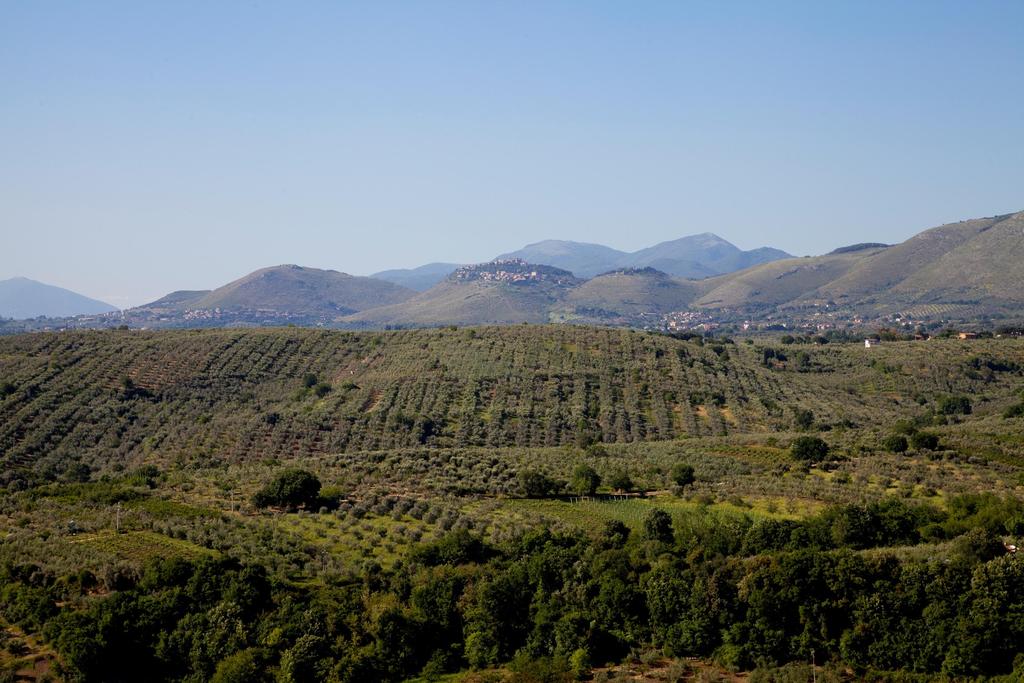SABINA 2,5 millions olive trees 44% UAA
