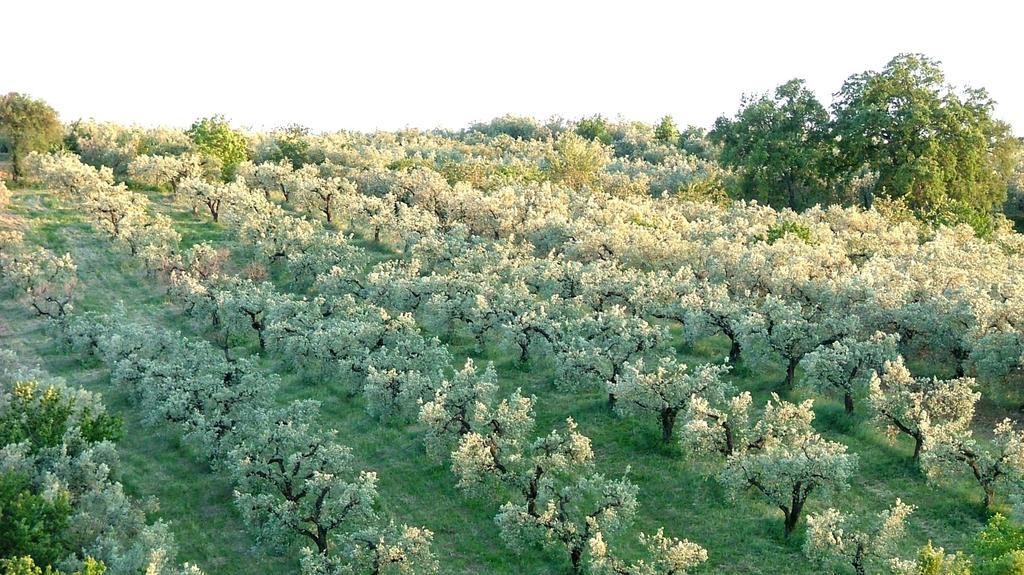 SABINA PDO: FACTS 754 Olive Growers 85
