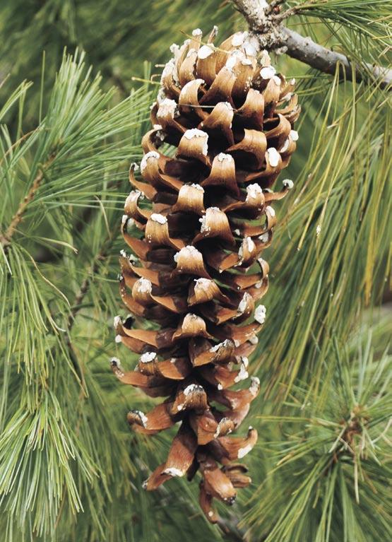 The foliage and cone of Pinus strobiformis subsp. strobiformis taken near El Salto, Durango.