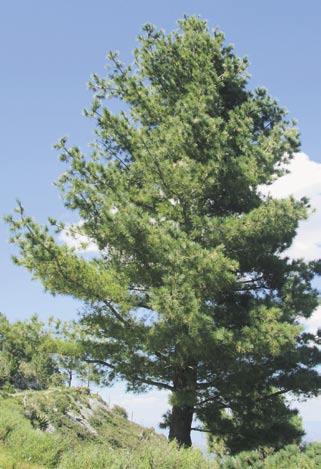 TREES photograph Rick Fencl 65 Pinus stylesii. Tree. Cerro Potosí, Nuevo León. 100th Merid. 6: 258, 1878. Pinus flexilis subsp. reflexa (Engelm.) E. Murray, Kalmia 12: 23, 1982. = Pinus flexilis var.