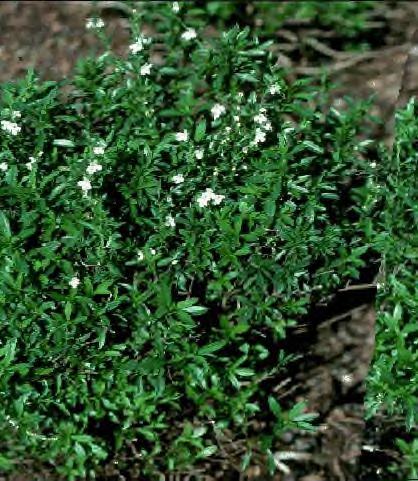 Family: Lamiaceae Cultivation: Summer: The seed of the summer savory may be sown early in the spring as soon as all danger of frost is past.