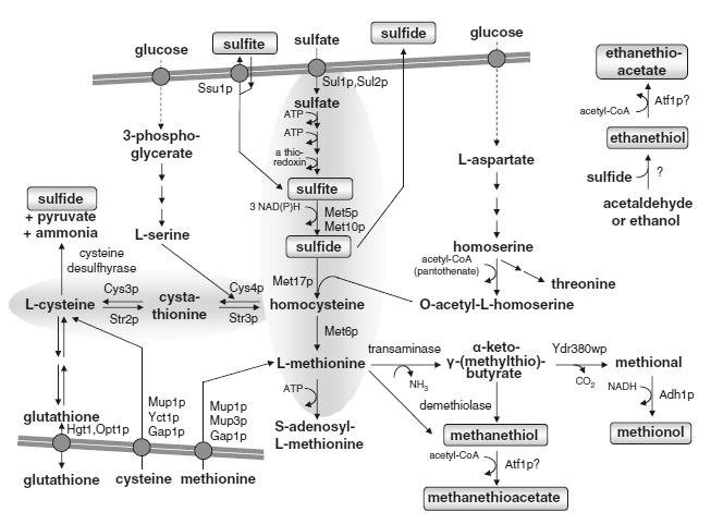 PhD Thesis Inês Mendes Figure II-8: Sulfur metabolism in Saccharomyces cerevisiae (adapted from Ugliano & Henschke 2009).