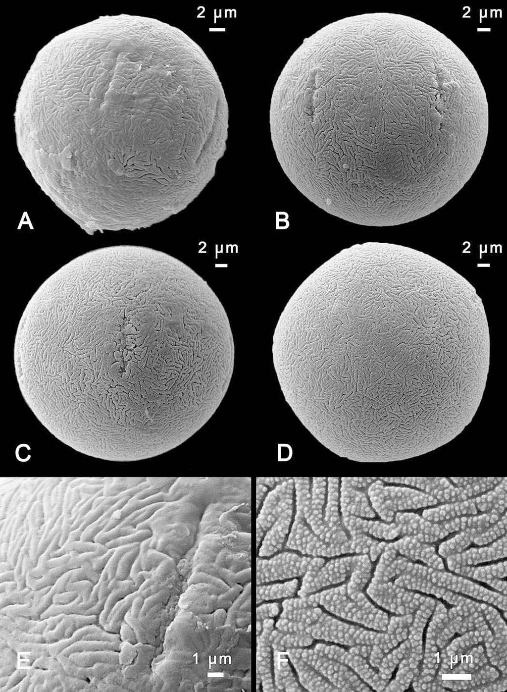 Volume 23, Number 2 Magnaghi & Daniel 193 2014 Mendoncia (Acanthaceae) from Madagascar Figure 3. Pollen of Mendoncia delphina E. Magnaghi and M. kely E. Magnaghi. A.