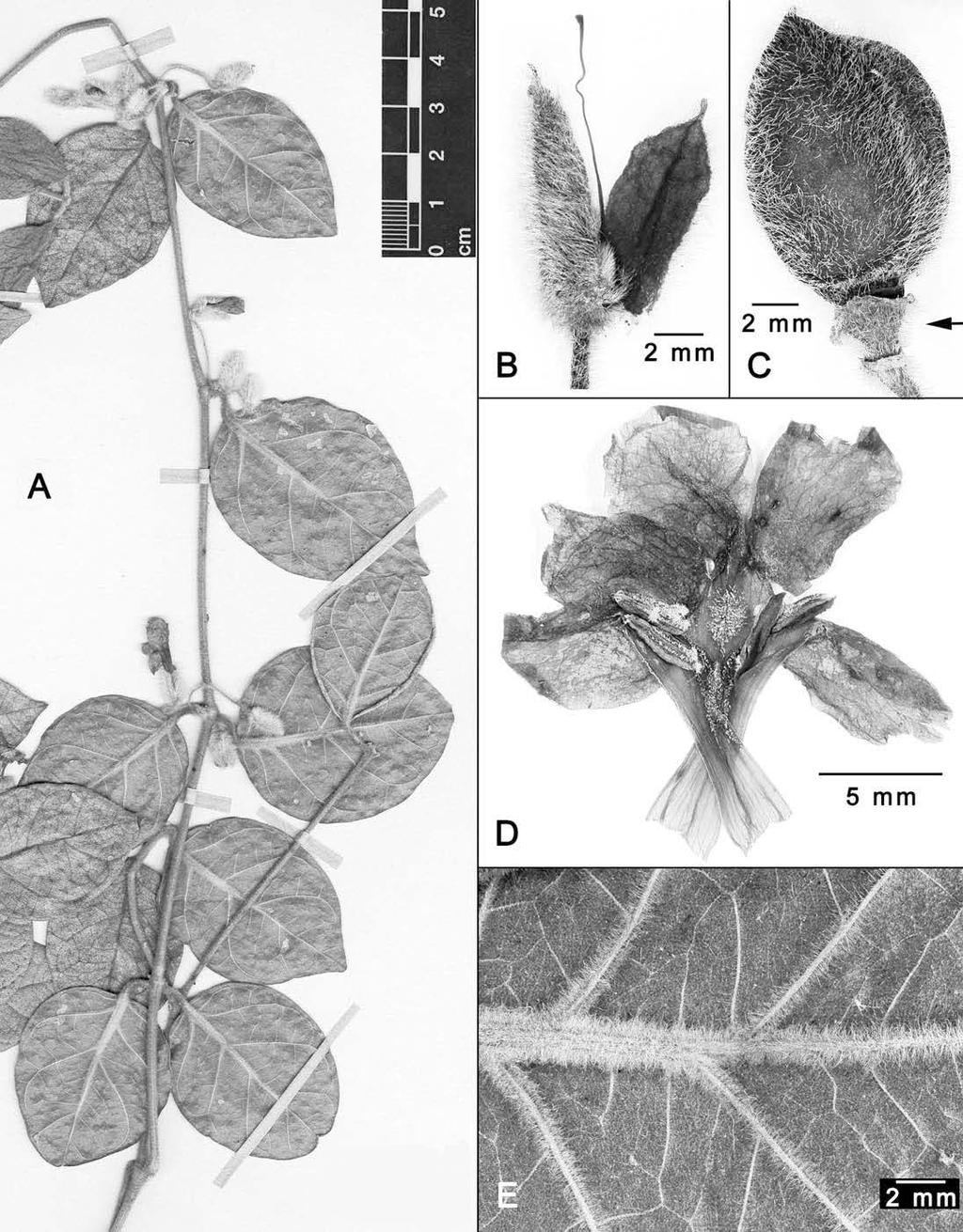 194 Novon Figure 4. Mendoncia kely E. Magnaghi. A. Habit with flowers. B. Bracteoles after corolla has fallen, showing gynoecium. C. Drupe, with calyx indicated by arrow. D. Corolla dissected to reveal androecium.