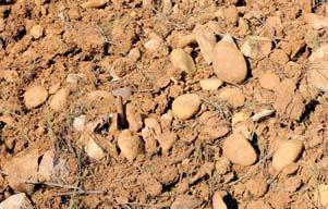 These pebbles are mixed in with red sandy clay. This soil creates powerful wines, with a solid, tannic architecture and great ageing potential.
