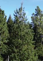 Stone Pine Pinaceae Habit: Deciduous