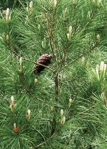 Pinus halepensis Aleppo Pine