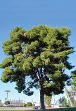 fast Pinus thunbergiana Japanese