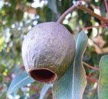 Corymbia ficifolia (formerly Eucalyptus
