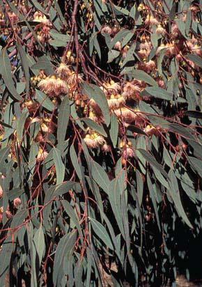 Eucalyptus sideroxylon Red Ironbark or