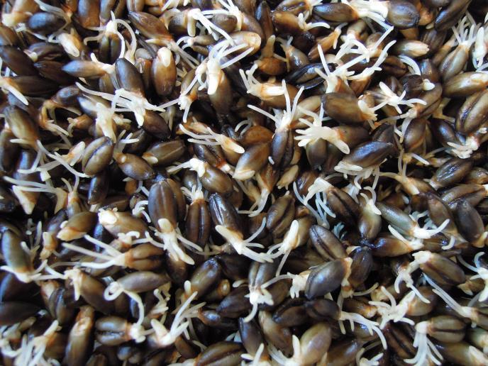 How (Malting) Steeping Germination Kilning Time