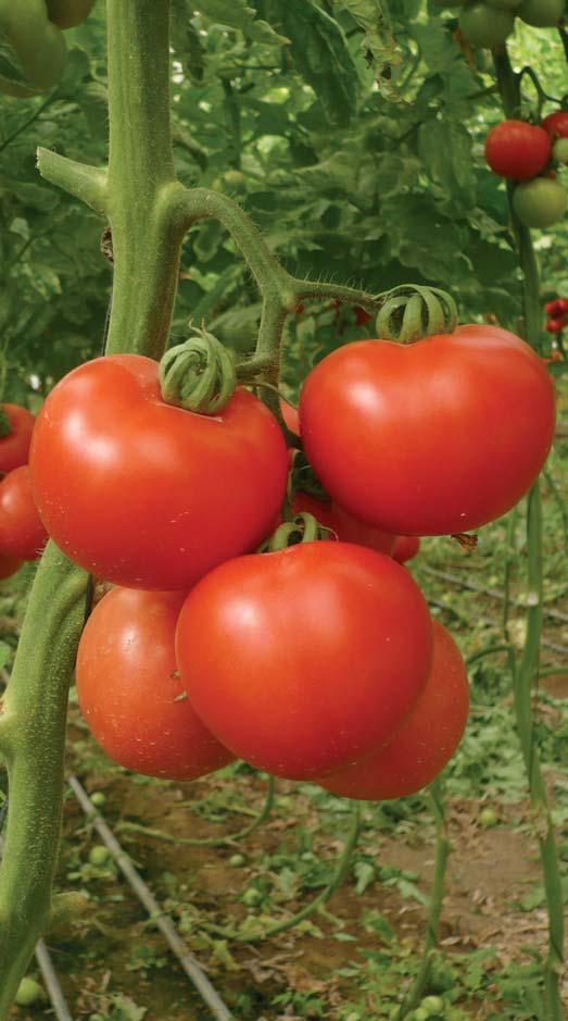 Tomatoes Tomatoes Regular Fruit shape: Globe Fruit shape: Beef Fruit shape: Plum Cluster Erica Veronica Monica Bordeaux Fruit shape: Globe Indeterminate tomato for growing in greenhouses or in