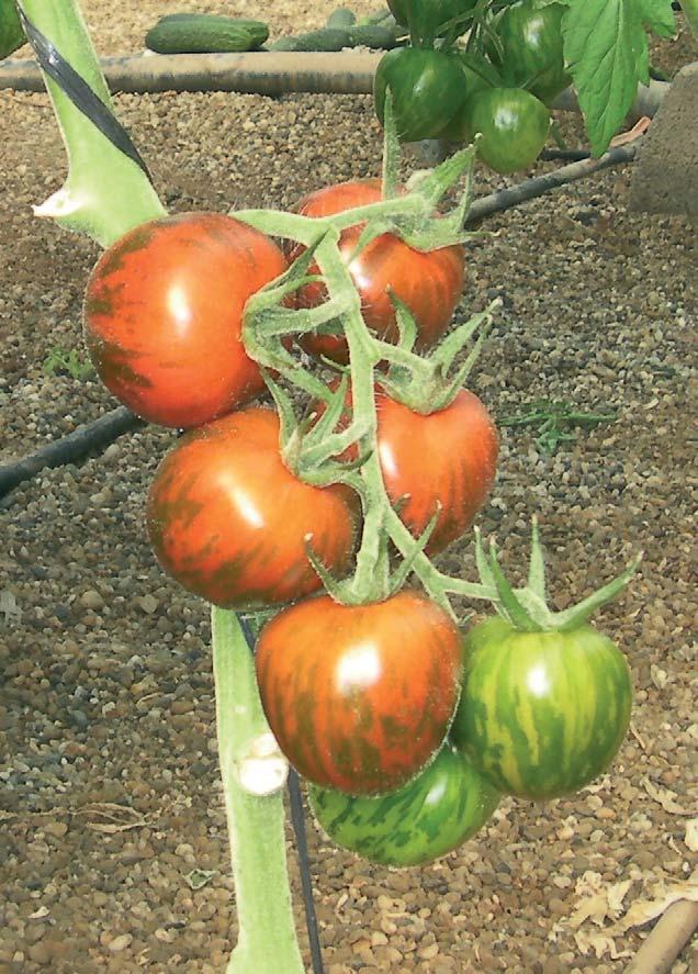 Tomatoes Tomatoes Specialities Tigris Fruit shape: Cherry with stripes Indeterminate cherry tomato for growing in greenhouses or in net-houses.