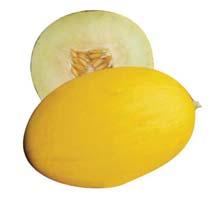 Yellow Canary type melon, an oval shaped melon with high yield, medium earliness, good vigor and very good setting