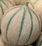 Flesh: white and very tasty. F1-2, DM, PM1. Galia type melon with high yield, very early type.