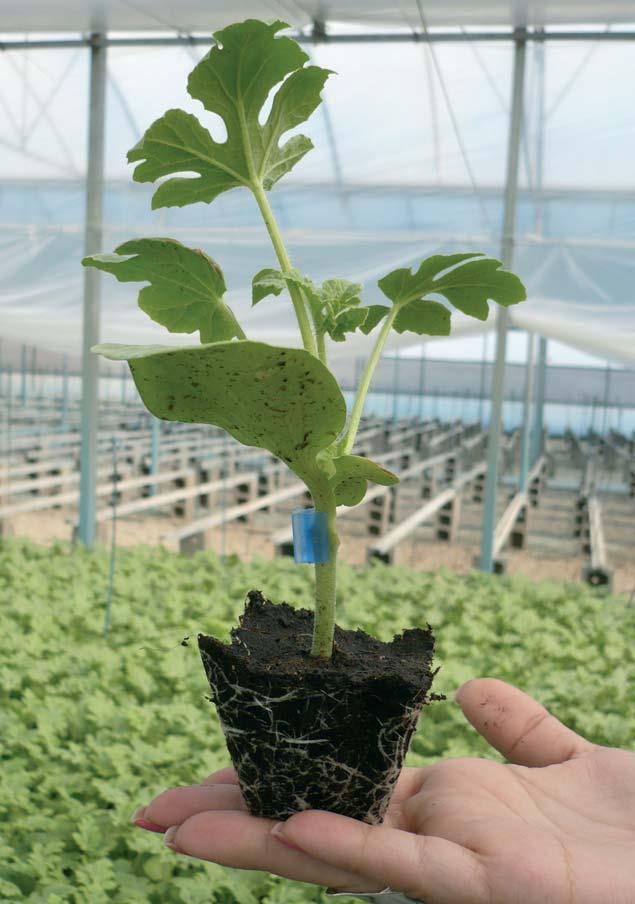Anthracnose 1 Rootstock Redstock Watermelon rootstock with good grafting affinity. Performs well as a symbiosis, vigorous with good fertilizer absorbing capacity.