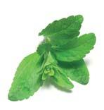 It has thick foliage, green and round leaves with strong fresh fragrance with absolutely no mint smell.