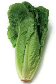 Cos Romain type of lettuce variety with long big leaves and nice shiny bright green color. Reaches the average weight of 950 grams*. Maturity after 60-70 Tolerance**: Heat, Bolting, Tip burn.