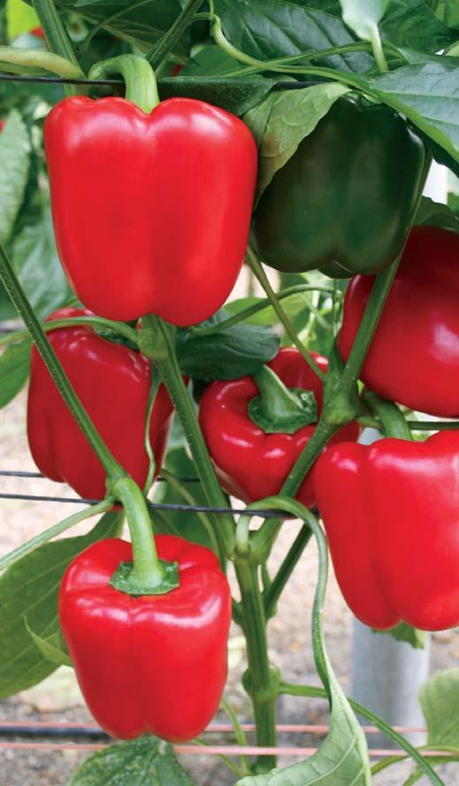 Peppers Red Peppers Blocky Peppers Lamuyo Peppers Shani Adam Elmo Samson Fruit shape: Blocky Fruit shape: Blocky Fruit shape: Blocky Fruit shape: Semi Lamuyo Red blocky pepper for growing in